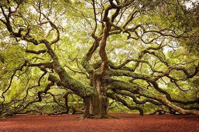 28 Beautiful Trees Around the World That Are Super Unique