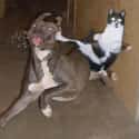 Kung Fu Kitteh on Random Photos That Prove Cats Are Pure Evil