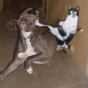 Kung Fu Kitteh on Random Photos That Prove Cats Are Pure Evil