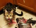 We Meat Again on Random Photos That Prove Cats Are Pure Evil