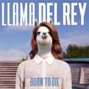 When You Accidentally Google "Llama Del Rey" on Random Misspelled Google Searches That Led to Amazing Search Results