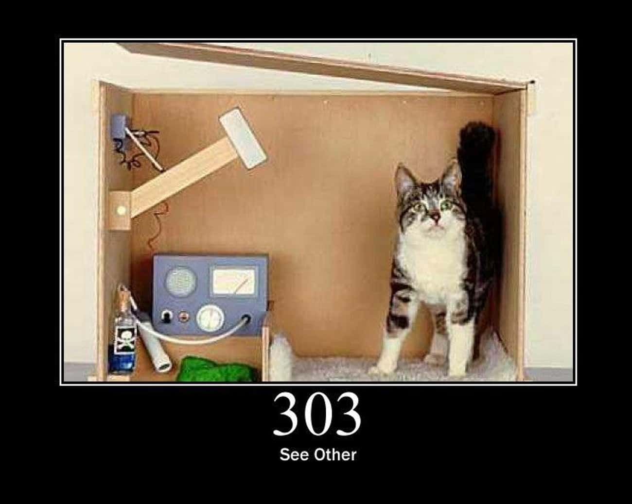Schrödinger&#39;s Cat (And Not Schrödinger&#39;s Cat)