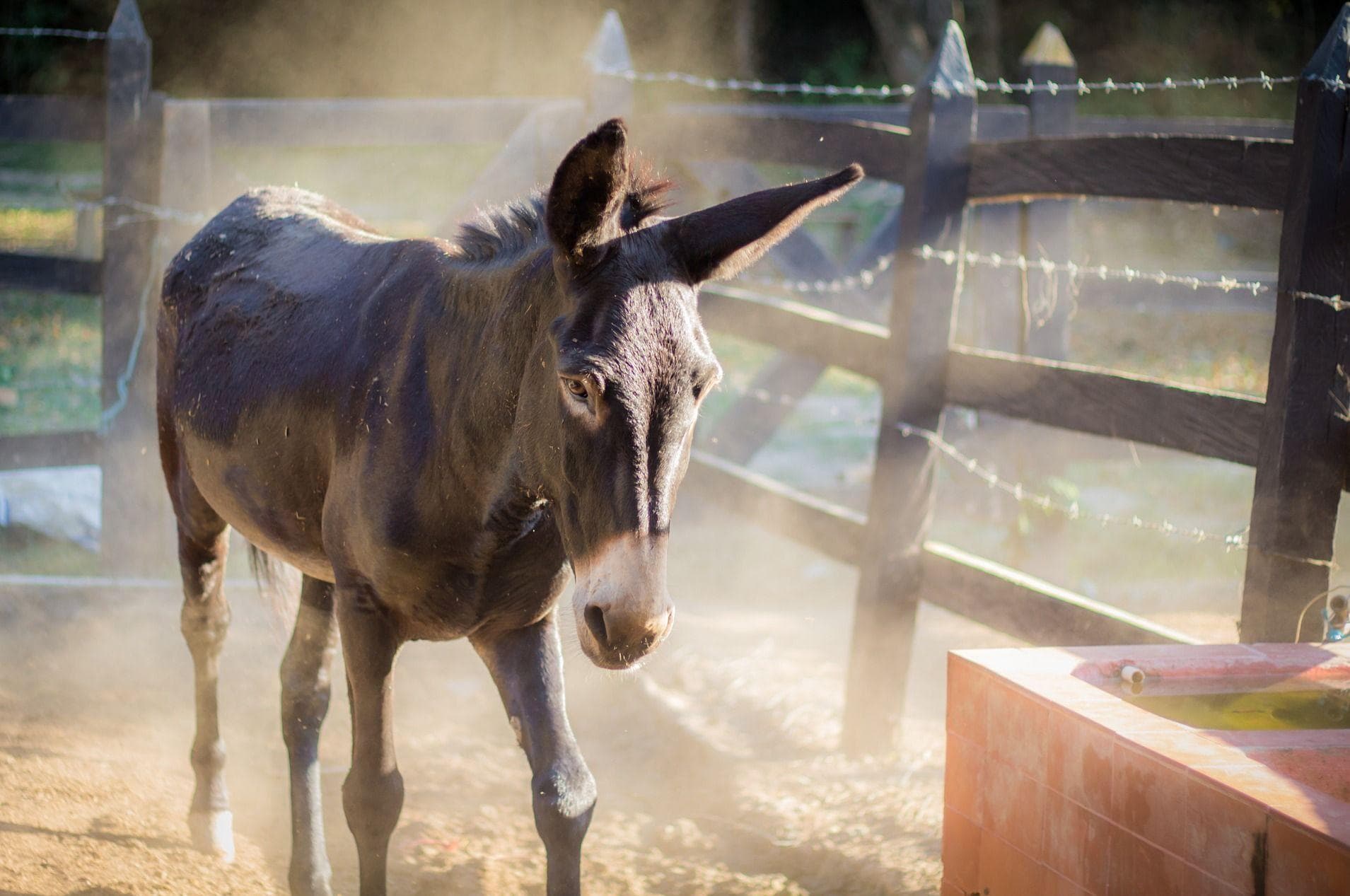 George Washington Enjoyed Mule Breeding