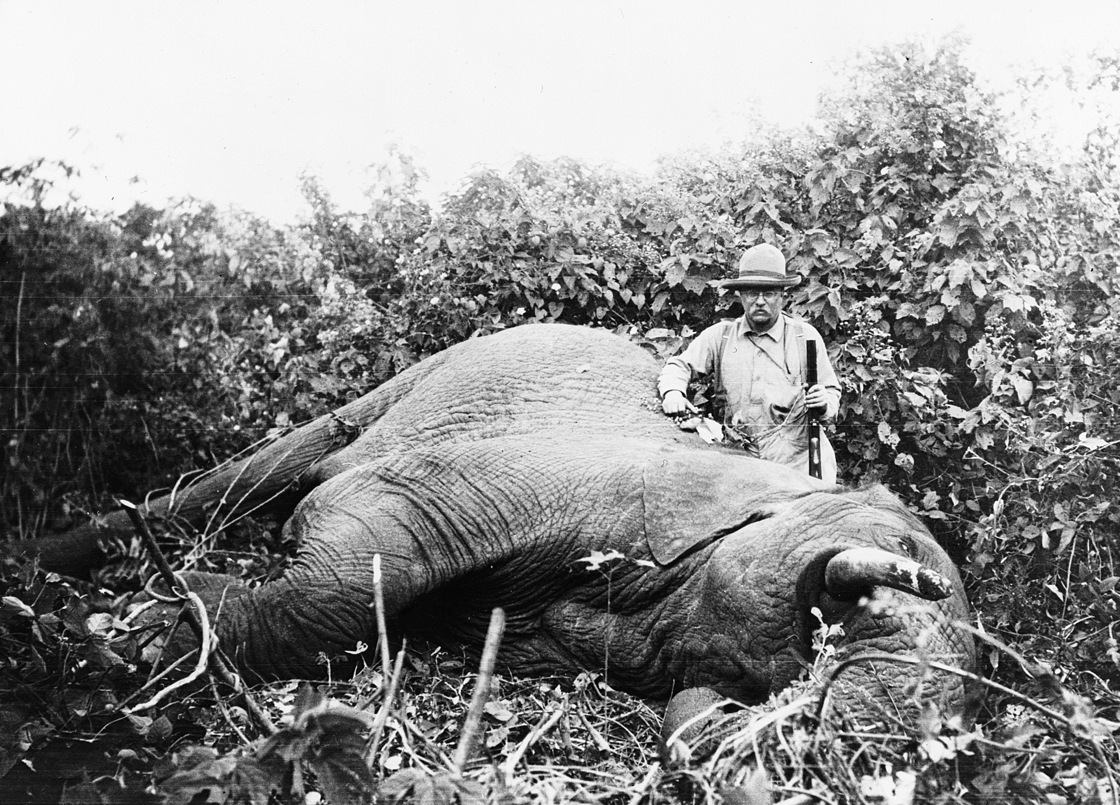 Theodore Roosevelt Killed Animals by the Thousands