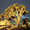 Joshua Tree Is Home To Skinwalkers on Random Creepy Stories And Urban Legends From California