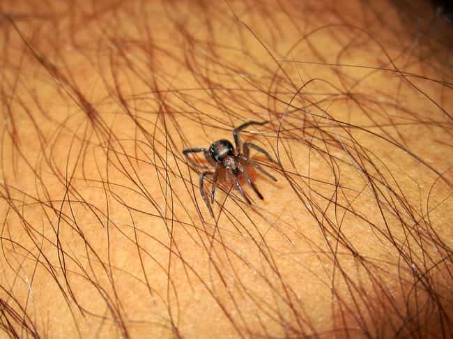 15 Horrifying Things That Happen When You Get A Deadly Spider Bite