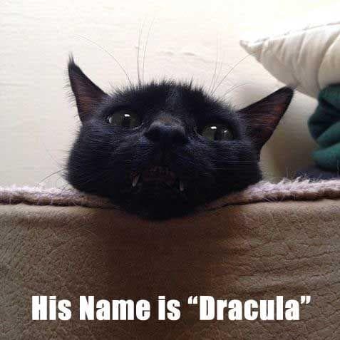 Dracula Cat