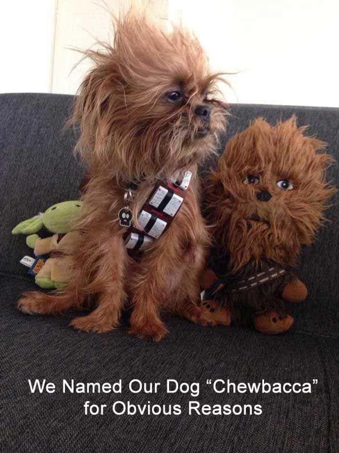 Chewbacca Dog