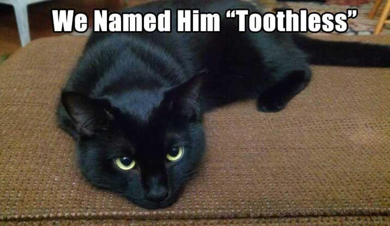 Toothless Cat