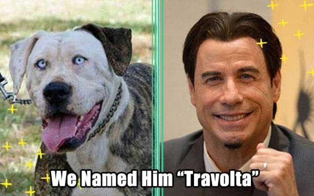 Travolta Dog