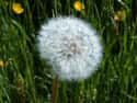 Dandelion Salad Was Sourced from Yards and Parks on Random Weird Foods People Ate to Get Through Great Depression