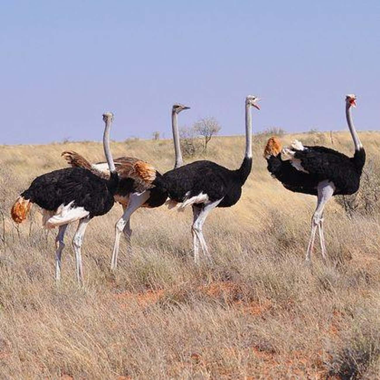 The British Biologists Who Studied Ostrich Courtship Around Humans