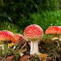 The Magic Mushrooms
