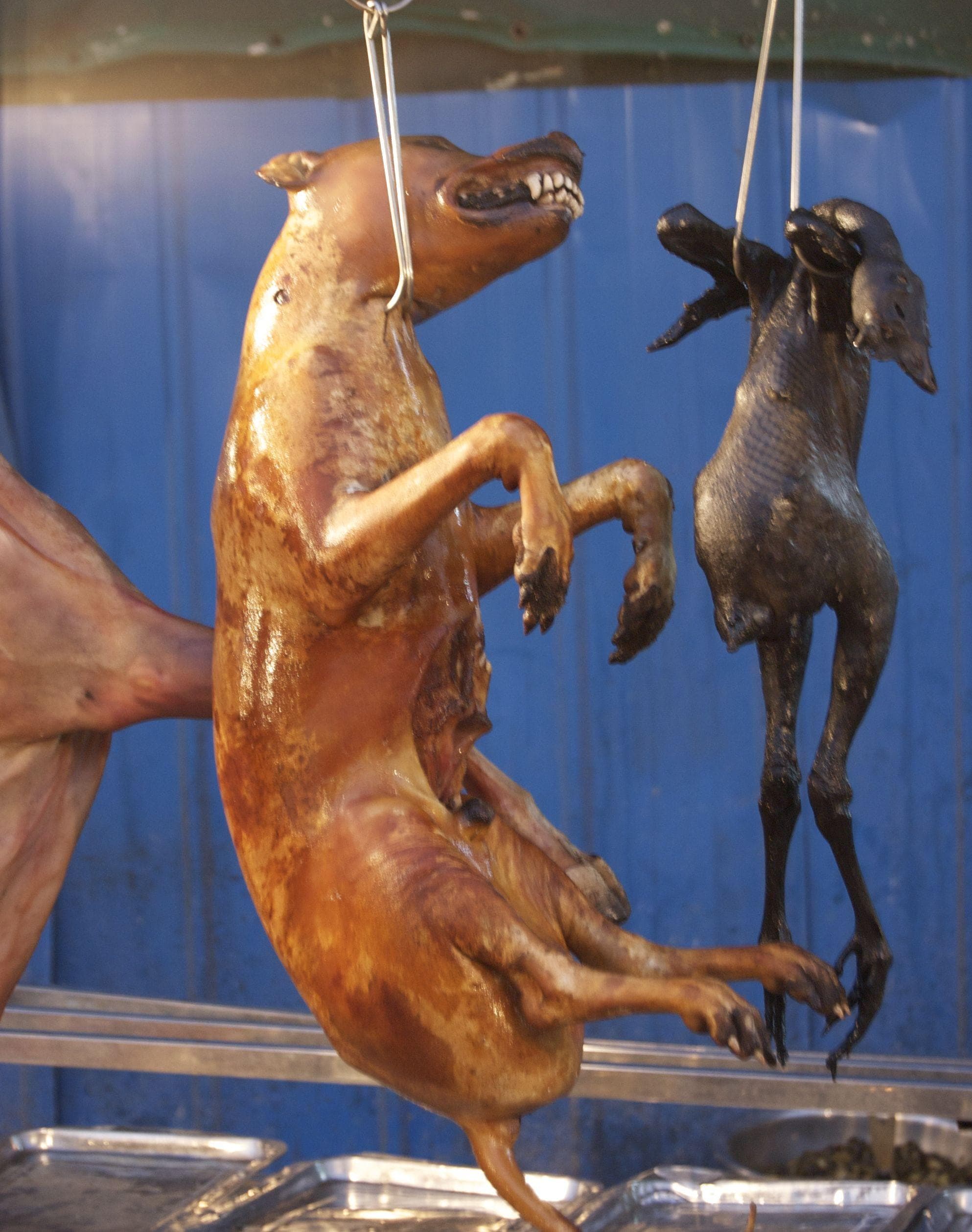 16 Cultures Around the World That Eat Dogs