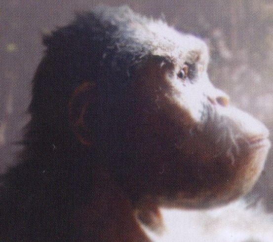 In Memoriam: All Members of the Human Family Tree That Were Bested by ...