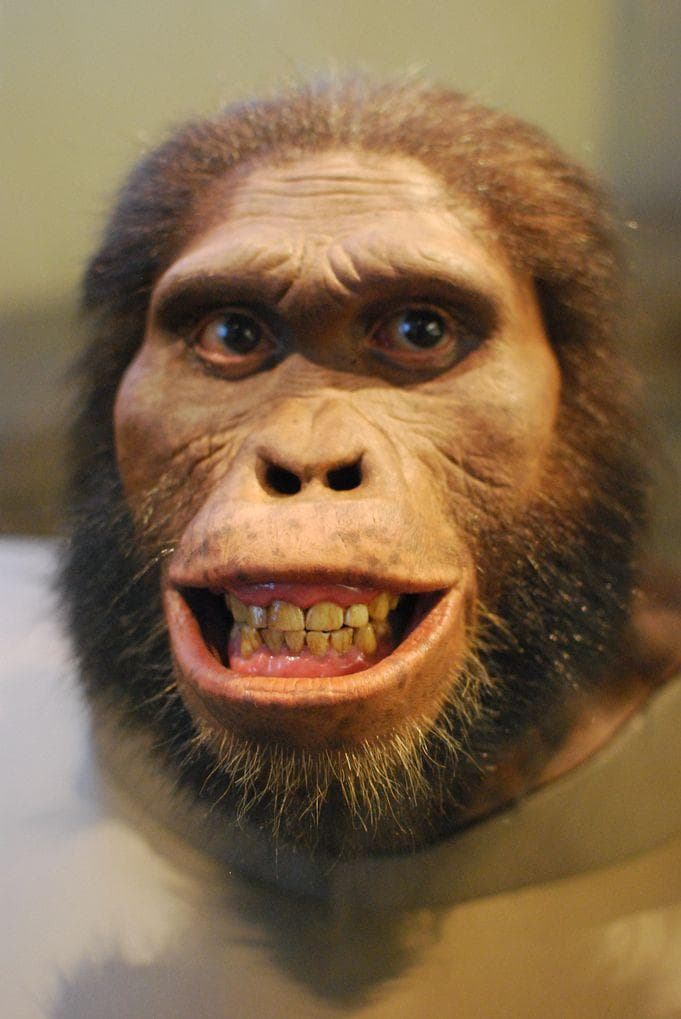 Australopithecus afarensis. Австралопитек афаренсис. Хомо хабилис австралопитек. Австралопитек афарский. Люси первый австралопитек.