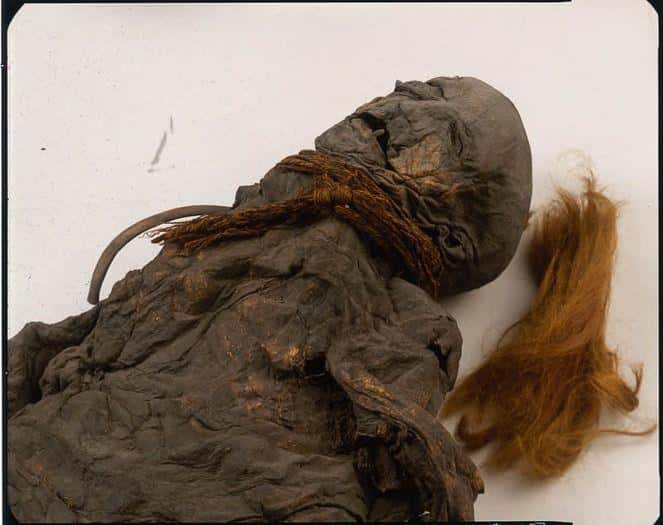 bog creepr