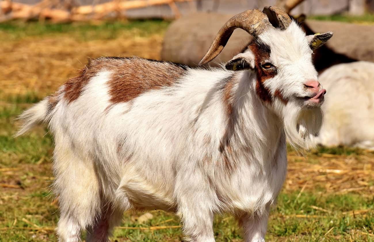 Tickle Torture: Goats, Salt, And Voracious Licking
