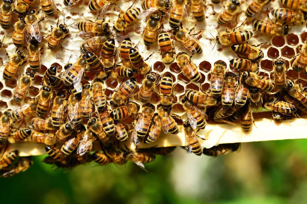Soldier Escapes Swarm of Bees is listed (or ranked) 1 on the list 13 People Who Escaped Death Then Died Immediately After