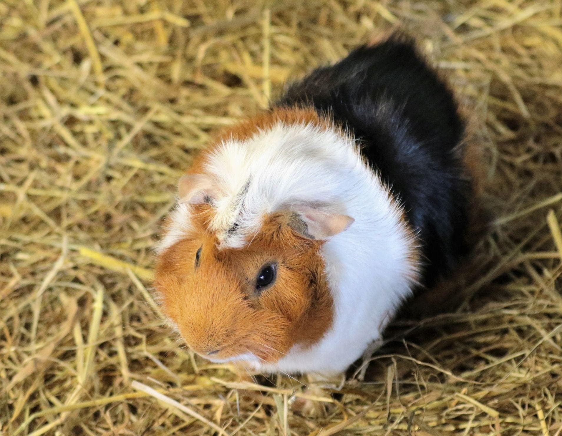 People Describe The Craziest Ways Pet Hamsters Died When They Were Kids