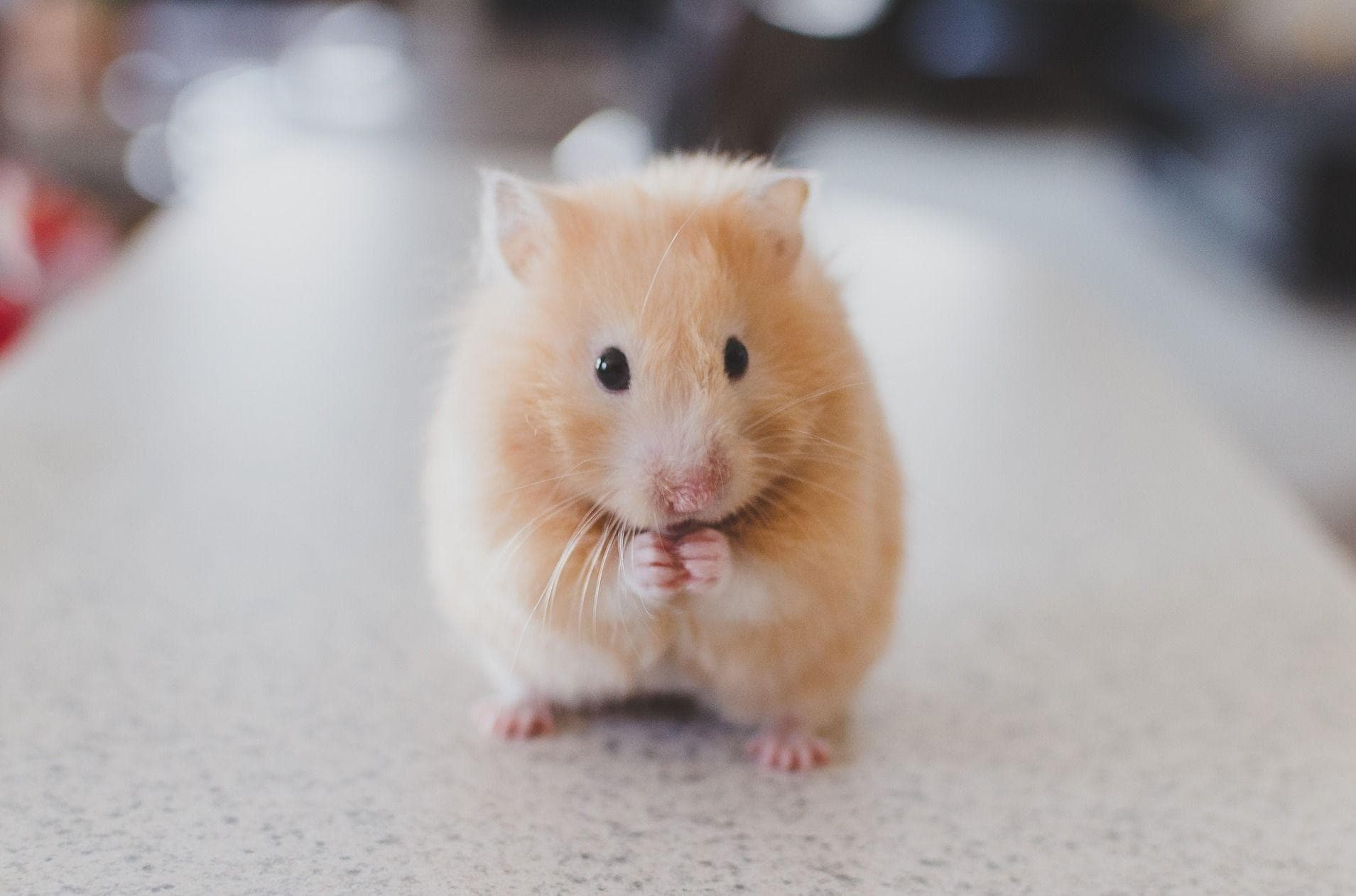 hamster kiwi
