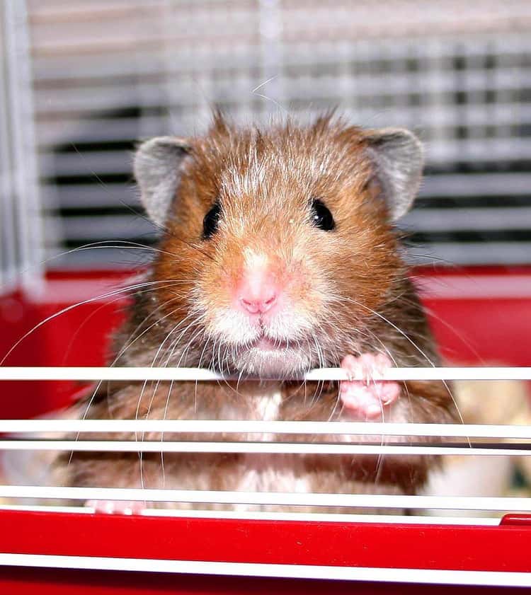 People Describe The Craziest Ways Pet Hamsters Died When They Were Kids