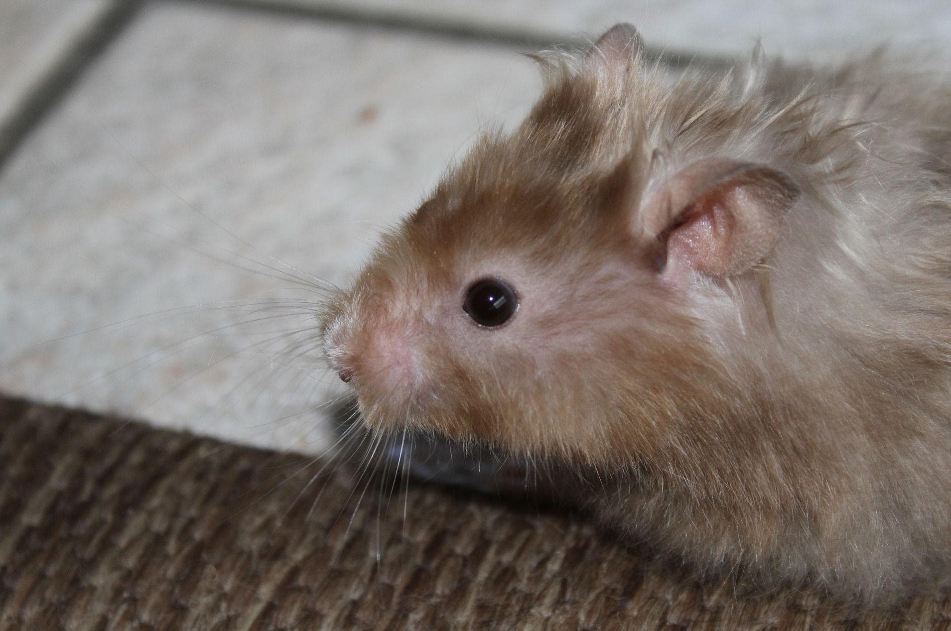 People Describe The Craziest Ways Pet Hamsters Died When They Were Kids