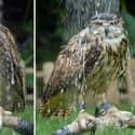 Hogwarts Reject Owl Does Not Care About Your Urgent Mail on Random Cute Animals That Look Scary When They're Soaking Wet
