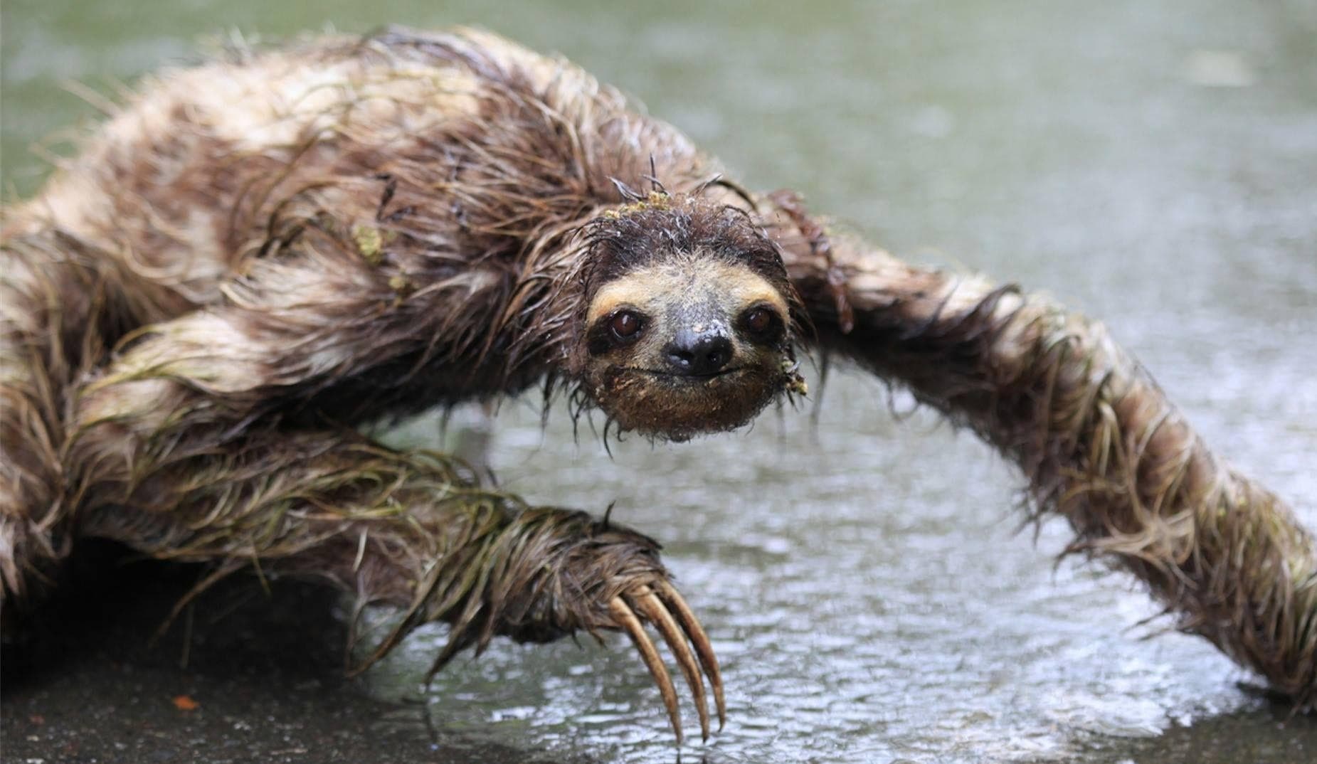 Image of Random Cute Animals That Look Scary When They're Soaking Wet