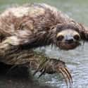 Who Dare Disturb Swamp Sloth's Slumber? on Random Cute Animals That Look Scary When They're Soaking Wet