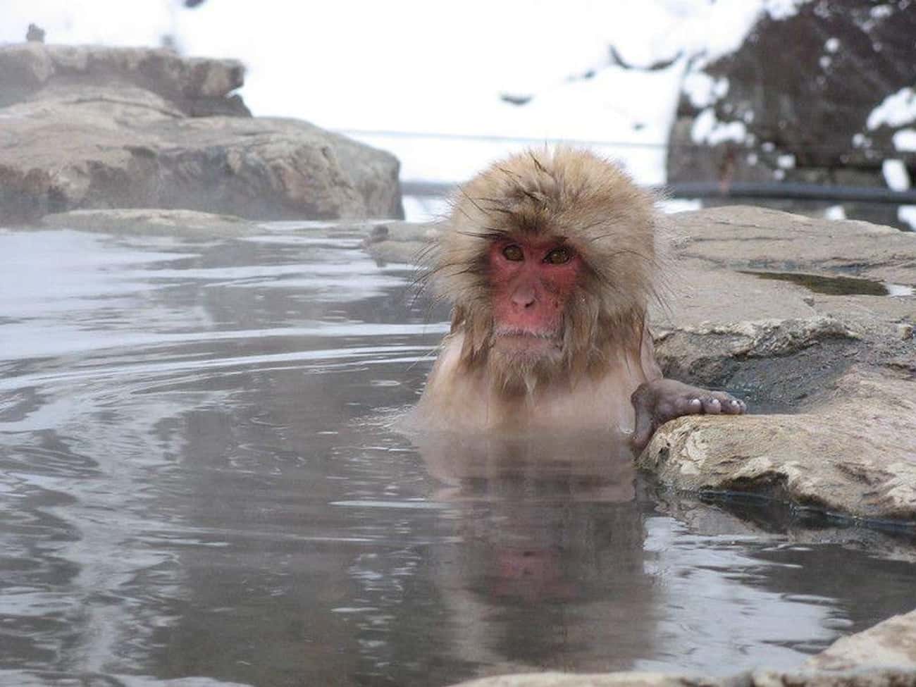Купание обезьяны в теплой хоккей. Японские обезьяны. Японские макаки. Обезьяна в горячем источнике. Японские макаки в гейзерах.
