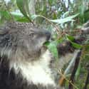 Damp Koala Warns You Not To Make Him Lose His Cool on Random Cute Animals That Look Scary When They're Soaking Wet