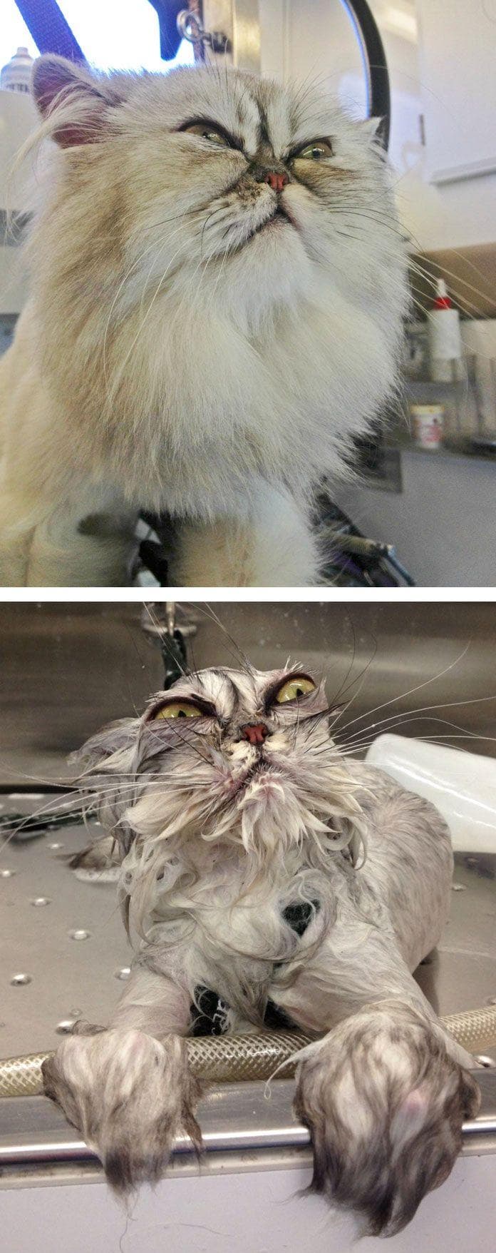22 Cute Animals That Look Terrifying When They�re Soaking Wet