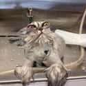 Bath Kitty Shall Exact Vengeance While You Sleep on Random Cute Animals That Look Scary When They're Soaking Wet