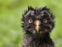 Damp Owl Is Questioning Everything on Random Cute Animals That Look Scary When They're Soaking Wet