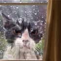 Just When You Think You're Alone, Storm Cat Will Be There on Random Cute Animals That Look Scary When They're Soaking Wet