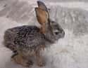 Monty Python Rabbit Threatens To Go All Sequel On You on Random Cute Animals That Look Scary When They're Soaking Wet