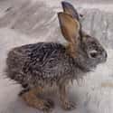 Monty Python Rabbit Threatens To Go All Sequel On You on Random Cute Animals That Look Scary When They're Soaking Wet