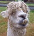 A Soggy, Toothy Alpaca on Random Cute Animals That Look Scary When They're Soaking Wet