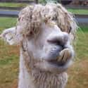 A Soggy, Toothy Alpaca on Random Cute Animals That Look Scary When They're Soaking Wet