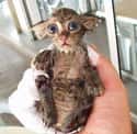 Preeeeecious... on Random Cute Animals That Look Scary When They're Soaking Wet