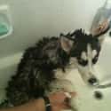 For This You Shall Suffer On So Many Levels on Random Cute Animals That Look Scary When They're Soaking Wet