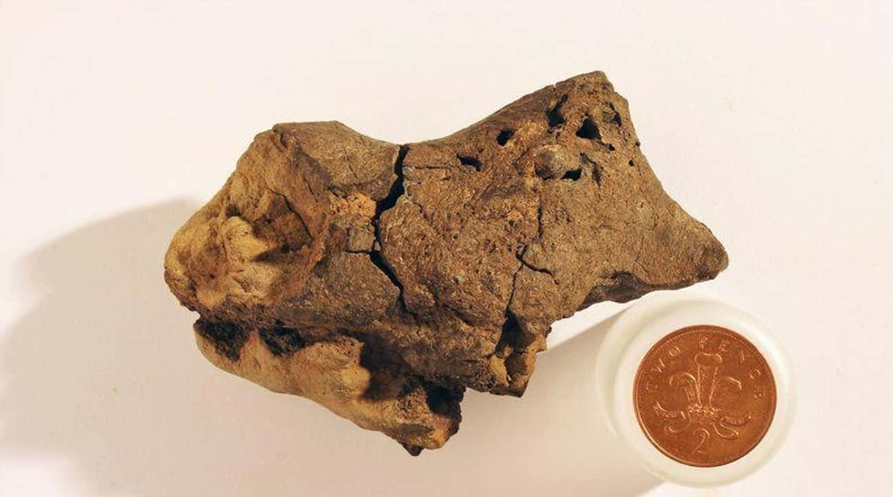 Researchers Maybe Have Found Dinosaur Brain Tissue
