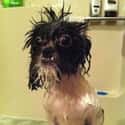 Yes, Yessss, Let The Darkness Flow Through You on Random Cute Animals That Look Scary When They're Soaking Wet