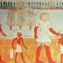 Children Didn’t Wear Clothing Until They Were Six on Random Strange Facts About What Everyday Life Was Like In Ancient Egypt