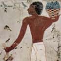 They Were Mostly Vegetarians on Random Strange Facts About What Everyday Life Was Like In Ancient Egypt