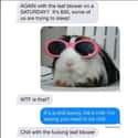 Very Bunny on Random Hilarious Texts from Terrible Neighbors