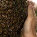 You May Be Stung Over 1000 Times on Random Things You Should Know About Being Attacked by a Swarm of Bees