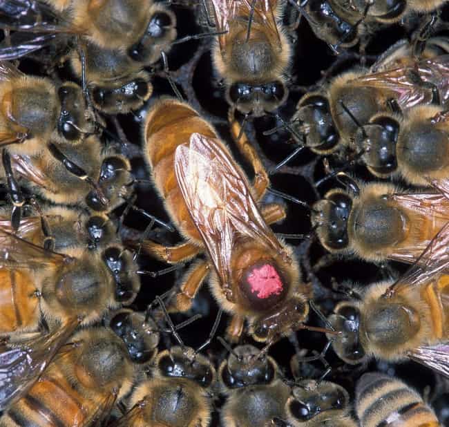 14 Things You Should Know About Being Attacked By A Swarm Of Bees