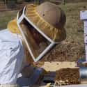 Other People May Not Be Able to Help You on Random Things You Should Know About Being Attacked by a Swarm of Bees